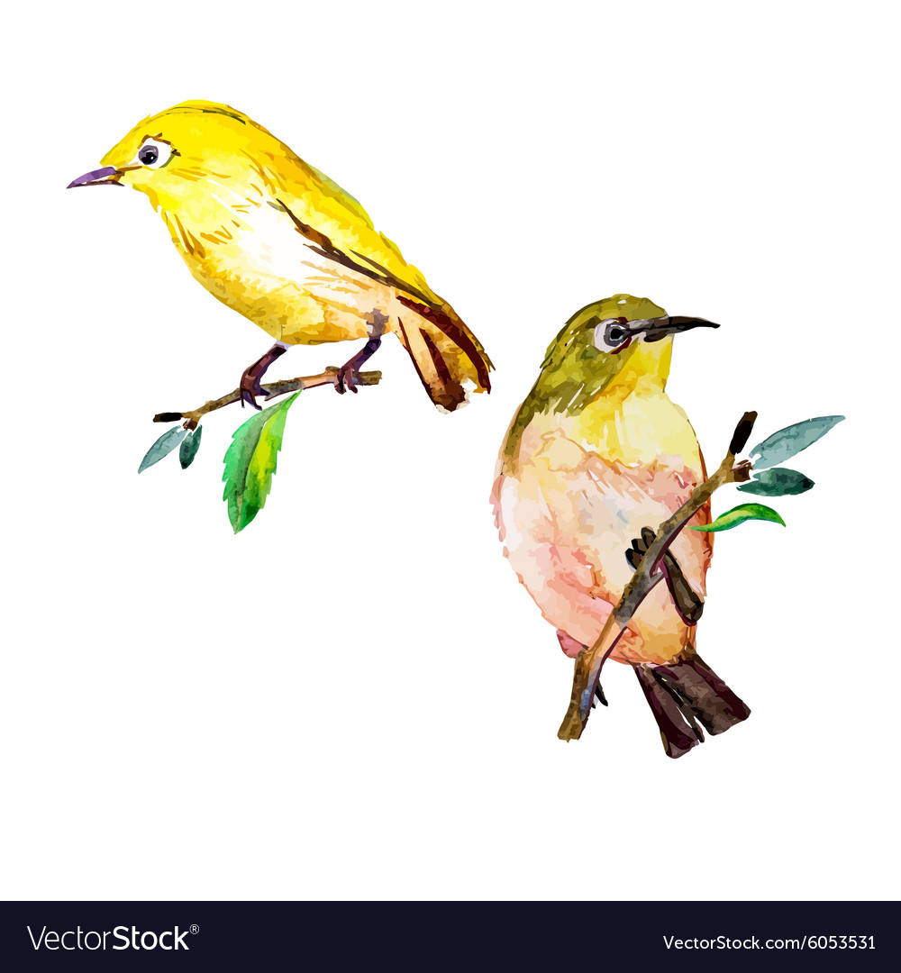 white eye bird watercolor