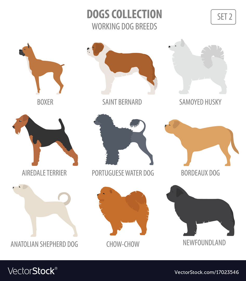 Working watching dog breeds collection isolated Vector Image