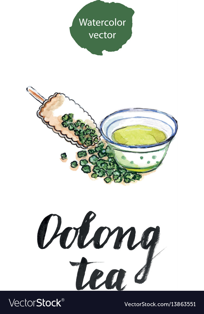 Dry chinese oolong tea leaf and oolong tea in Vector Image