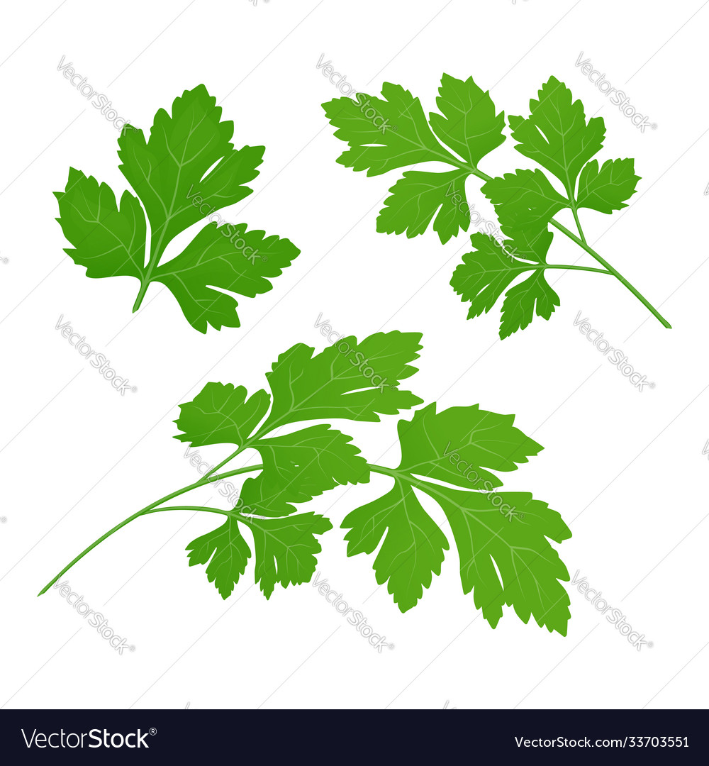 Fresh green parsley leaves on white background