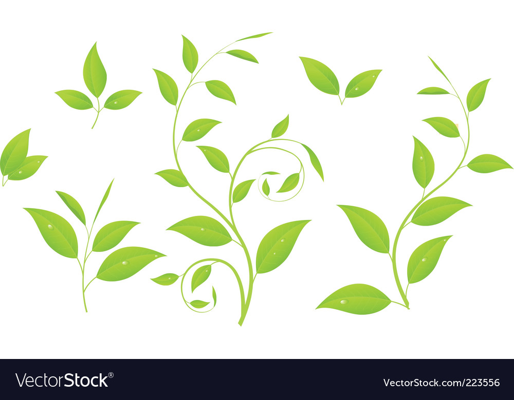 Green branches Royalty Free Vector Image - VectorStock