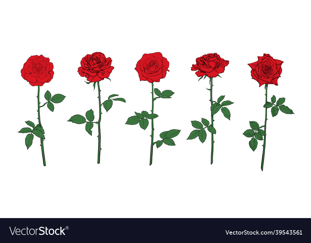 Red rose flower set with leaves and stems hand vector image Red rose flower set with leaves and stems hand