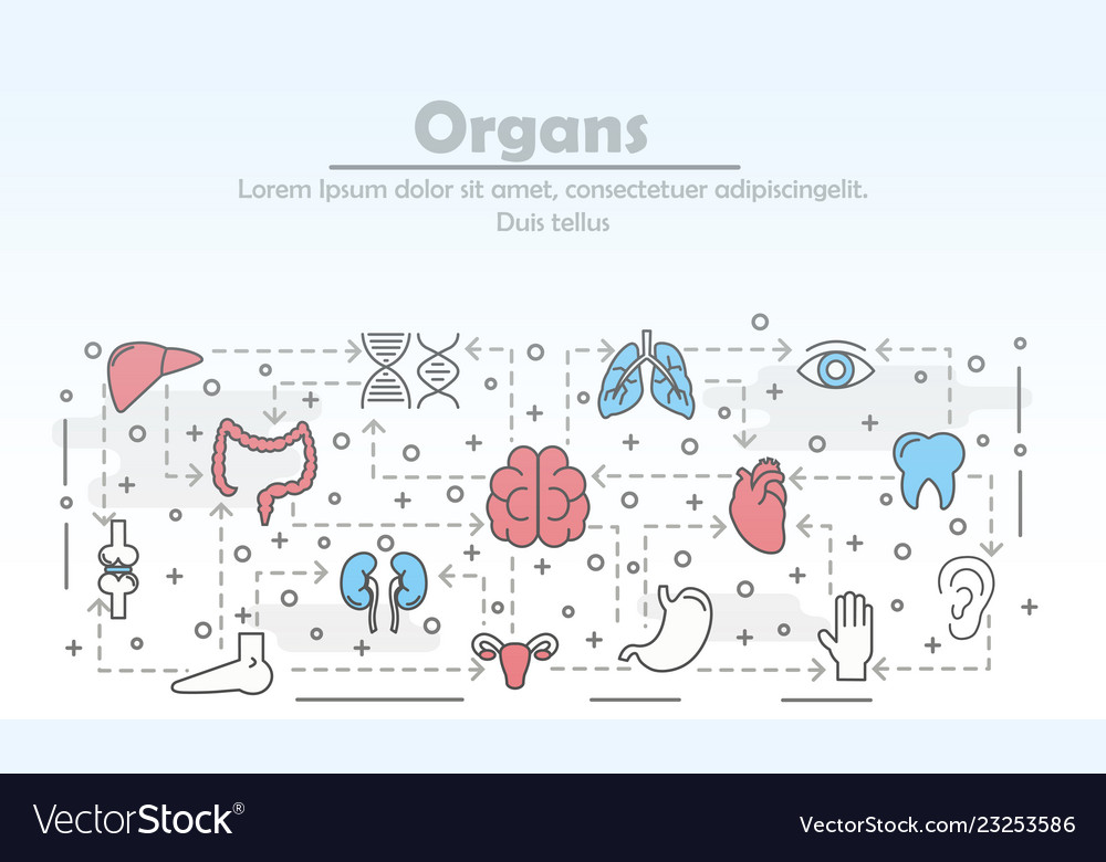 Thin line art human organs poster banner