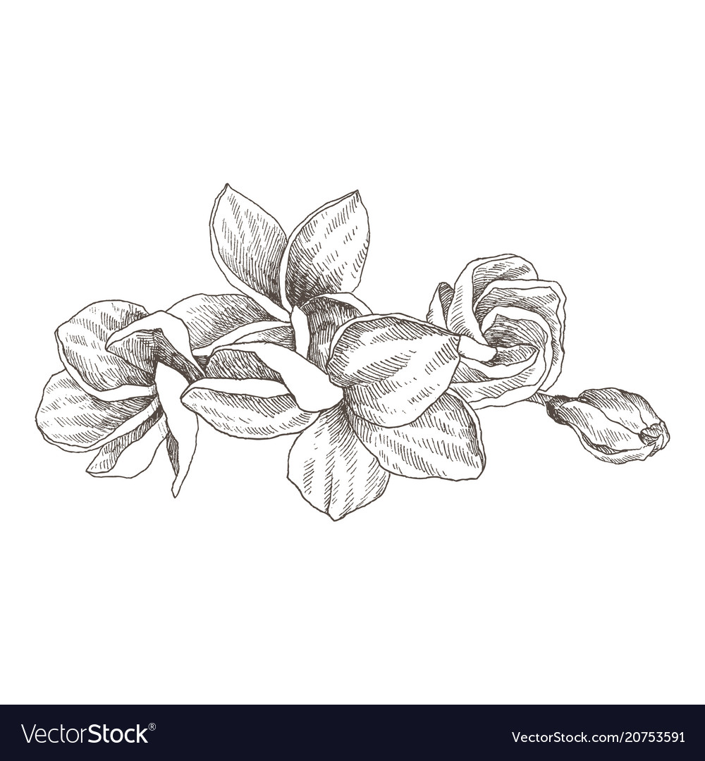 Hand drawn sketch tropical flower plumeria