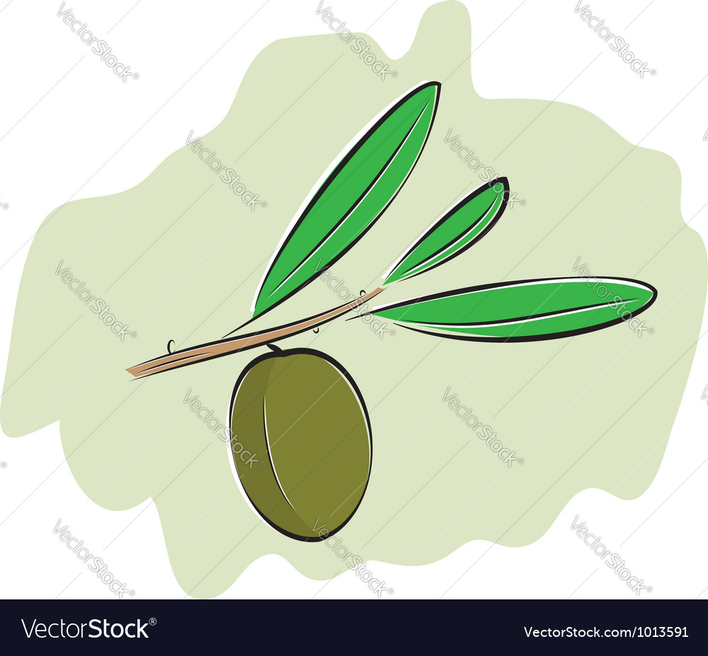 Olive on branch