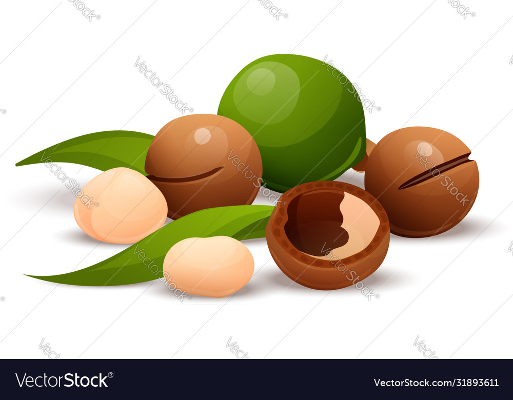 Macadamia nut composition raw and hulled kernels Vector Image