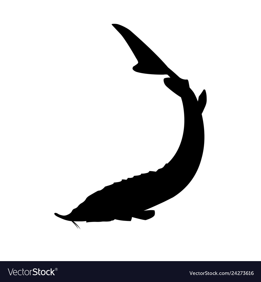 Sturgeon fish