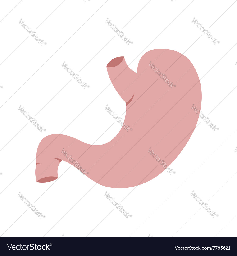 Human stomach icon Royalty Free Vector Image - VectorStock