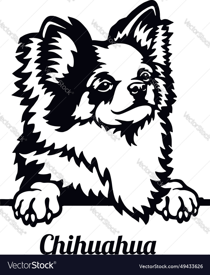 Chihuahua - color peeking dogs breed face head Vector Image