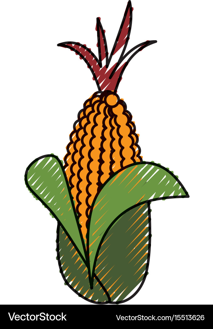 Fresh corn vegetable Royalty Free Vector Image