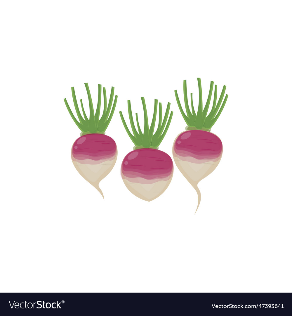 Root vegetable turnips