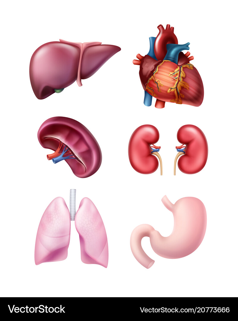 Set human organs Royalty Free Vector Image - VectorStock