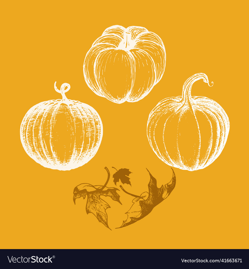 Pumpkins set in hand drawn squash sketch