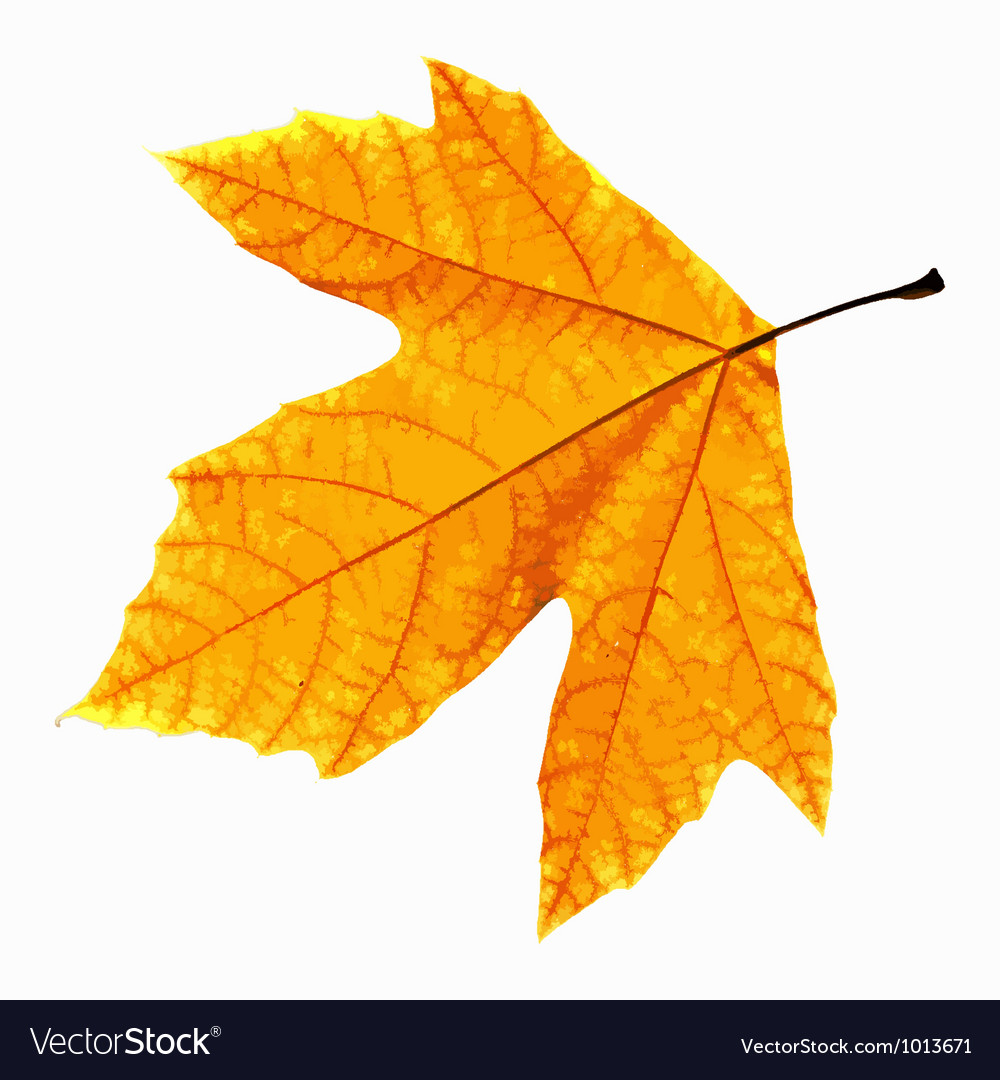 Yellow leaf isolated Royalty Free Vector Image
