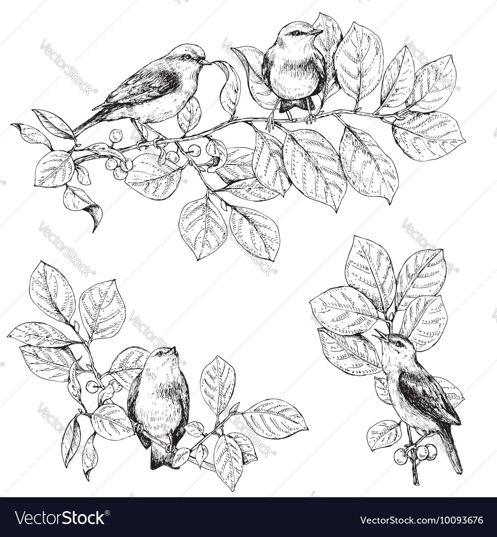 Branch bird Royalty Free Vector Image - VectorStock