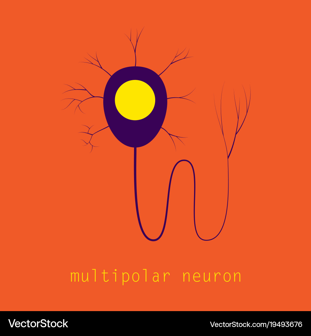 Structure a motor neuron Royalty Free Vector Image