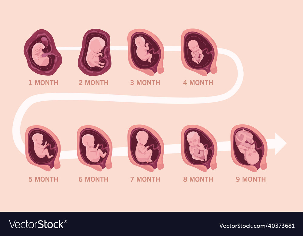 Embryo development infographic Royalty Free Vector Image