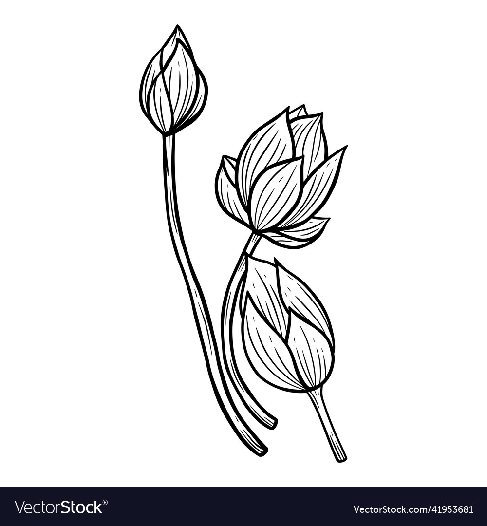 Hand drawn flower lotus leafs naturals isolated