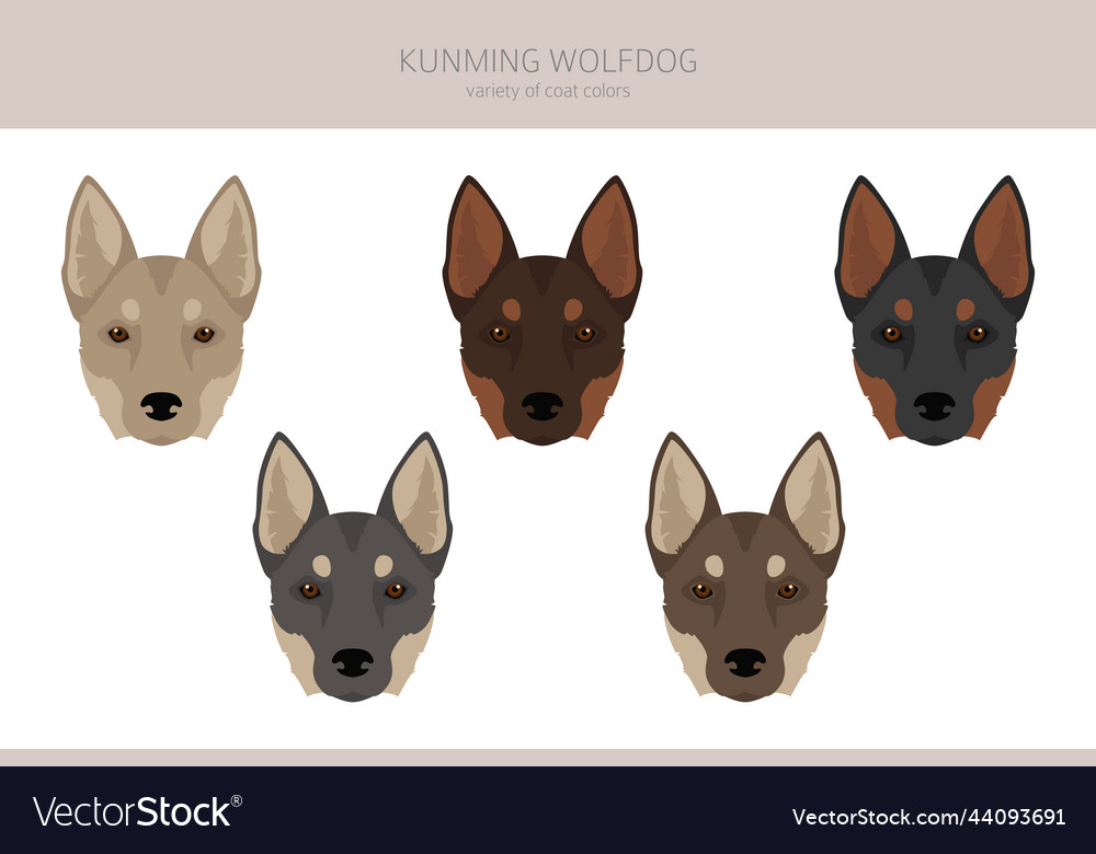 Kunming store wolfdog price