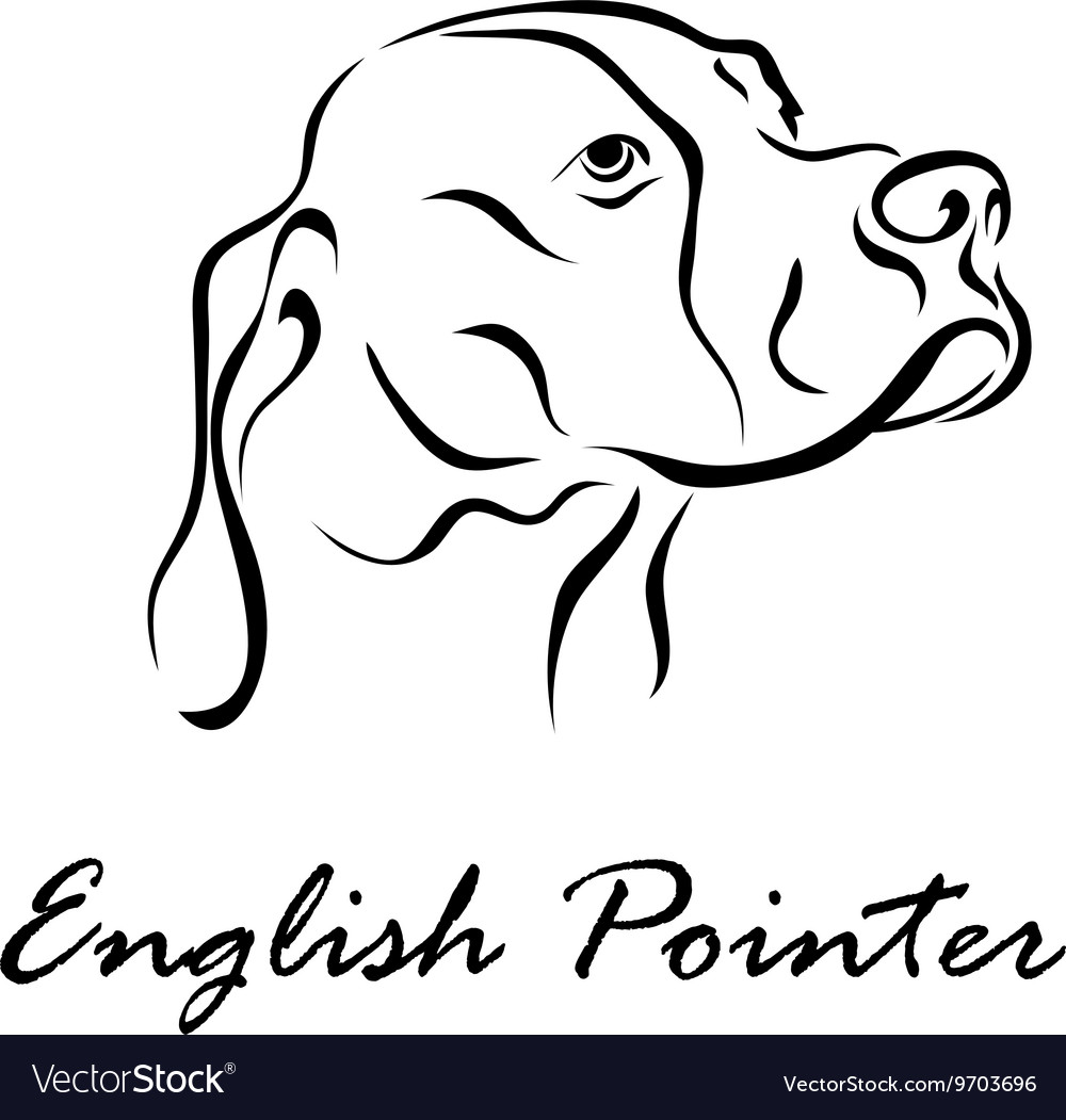English pointer Royalty Free Vector Image - VectorStock