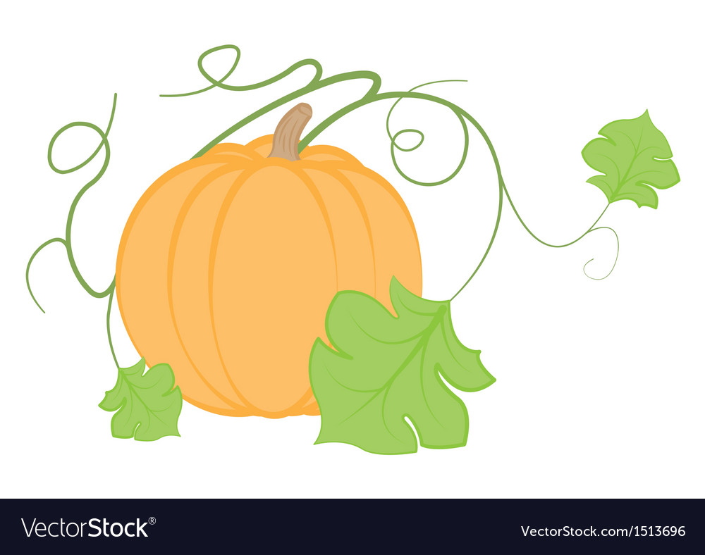 Pumpkin on a white background