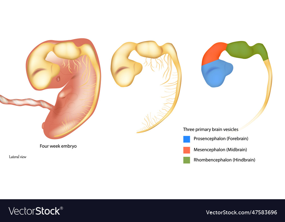 Three primary brain vesicles four week embryo Vector Image