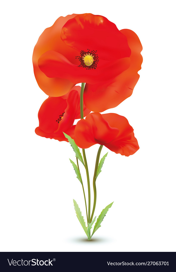 Blooming bright red poppy flowers with stem Vector Image