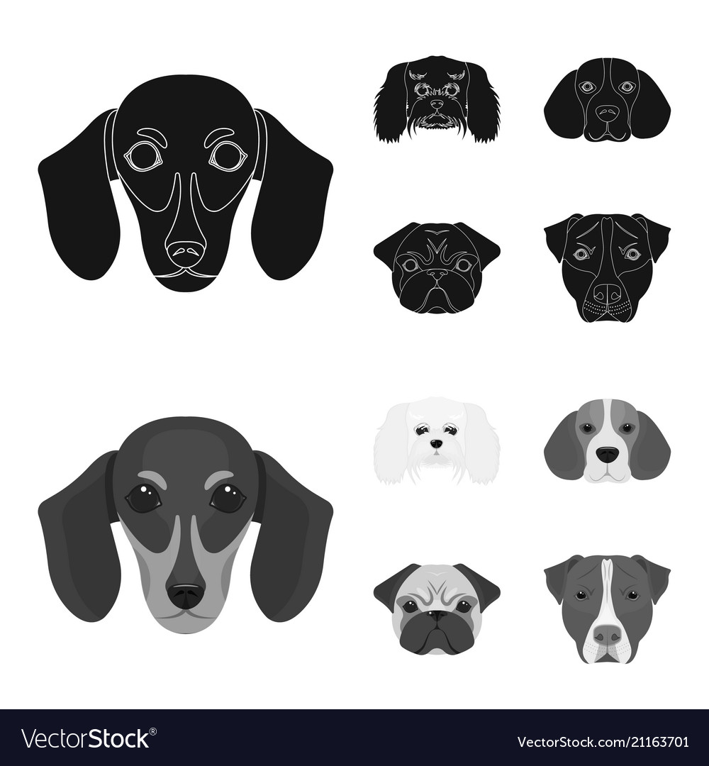 Muzzle of different breeds dogsdog breed Vector Image