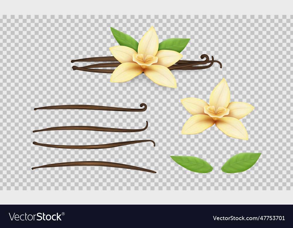 Vanilla realistic set bean yellow flower Vector Image