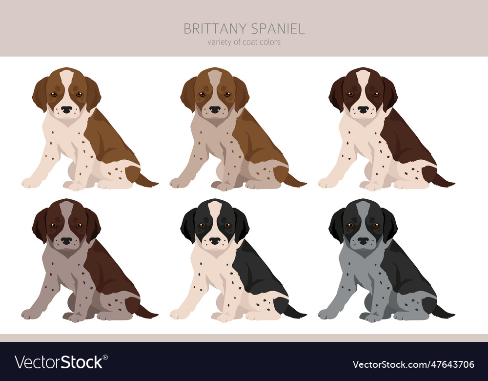 Brittany spaniel puppy color varieties clipart Vector Image