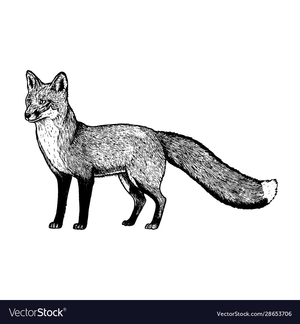 Hand drawn fox black white sketch Royalty Free Vector Image