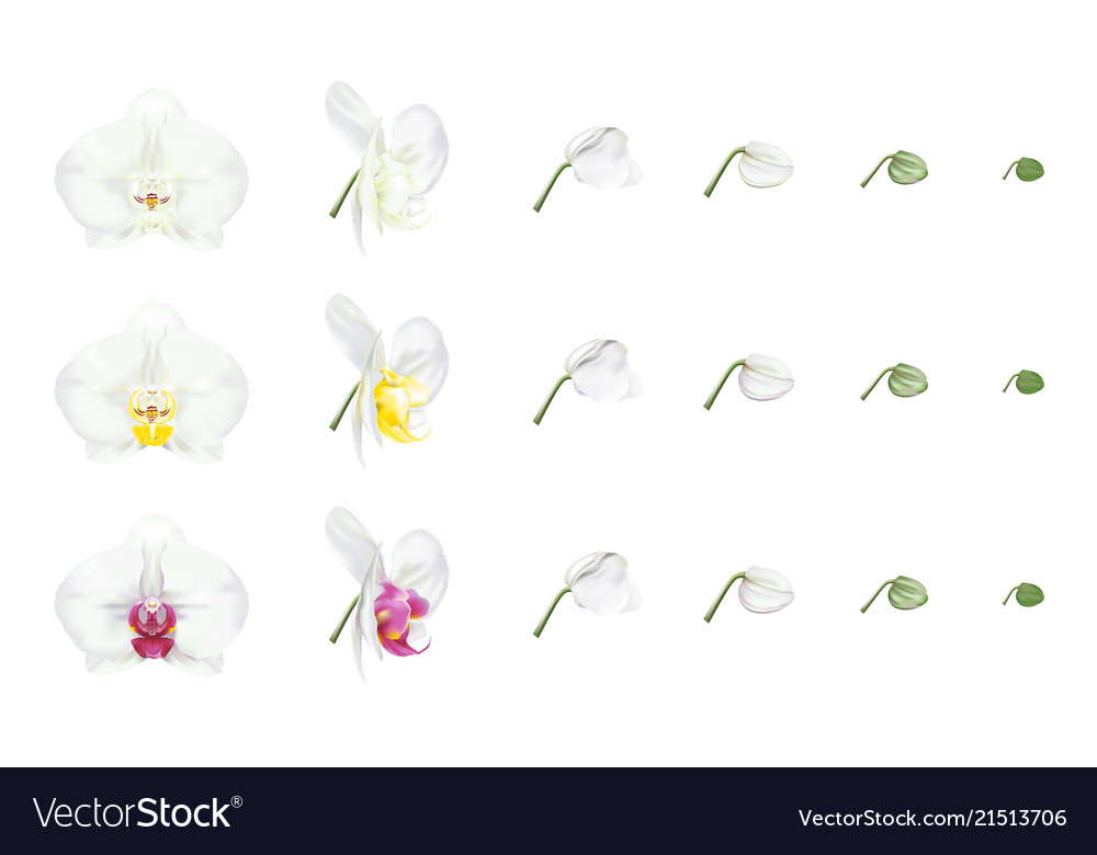 Variety colors of white moth orchid