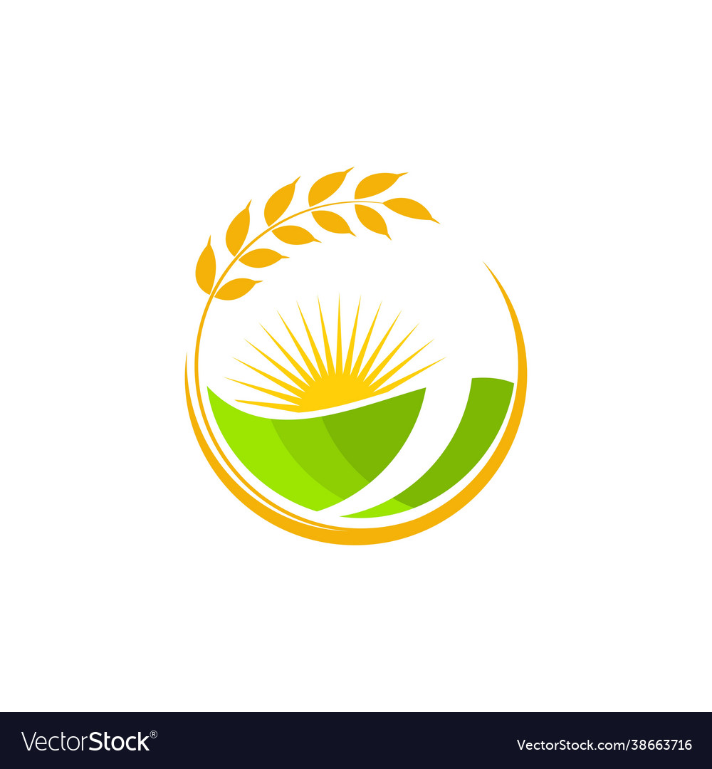 Agriculture wheat rice icon design Royalty Free Vector Image