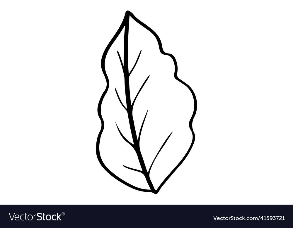 Hand drawn leaf outline leaf Royalty Free Vector Image