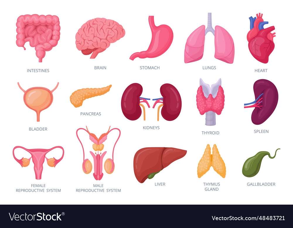 Internal organs cartoon human brain Royalty Free Vector