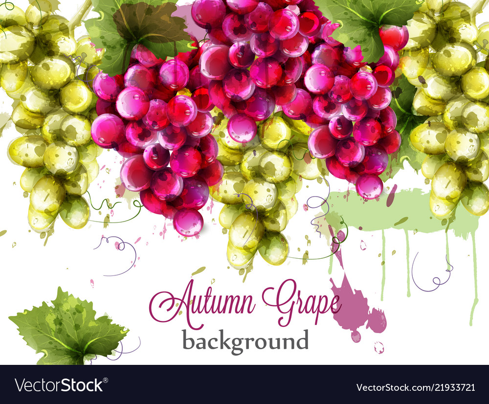 Red and white grapes autumnal watercolor card