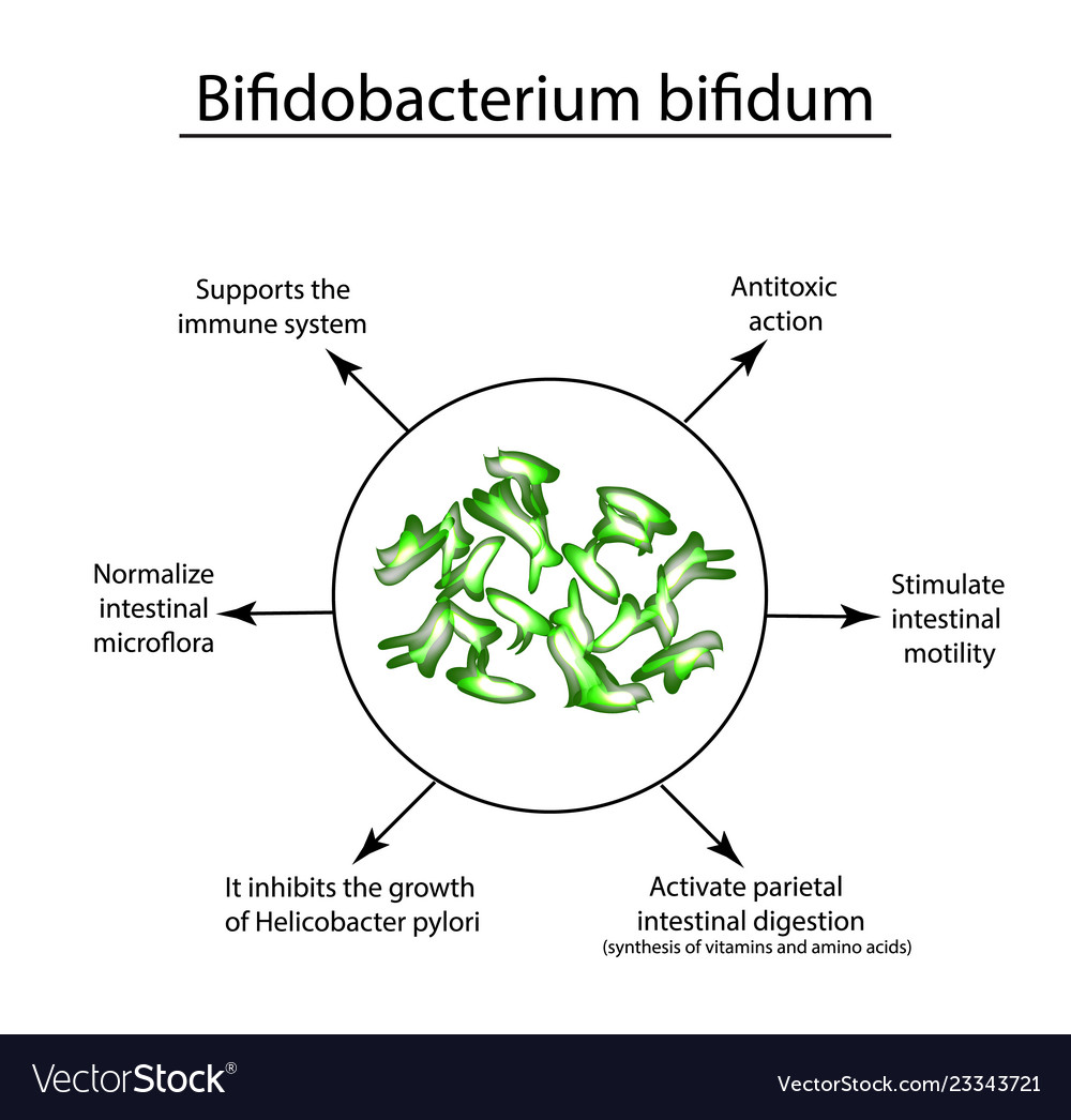 Useful properties of bifidobacteria Royalty Free Vector