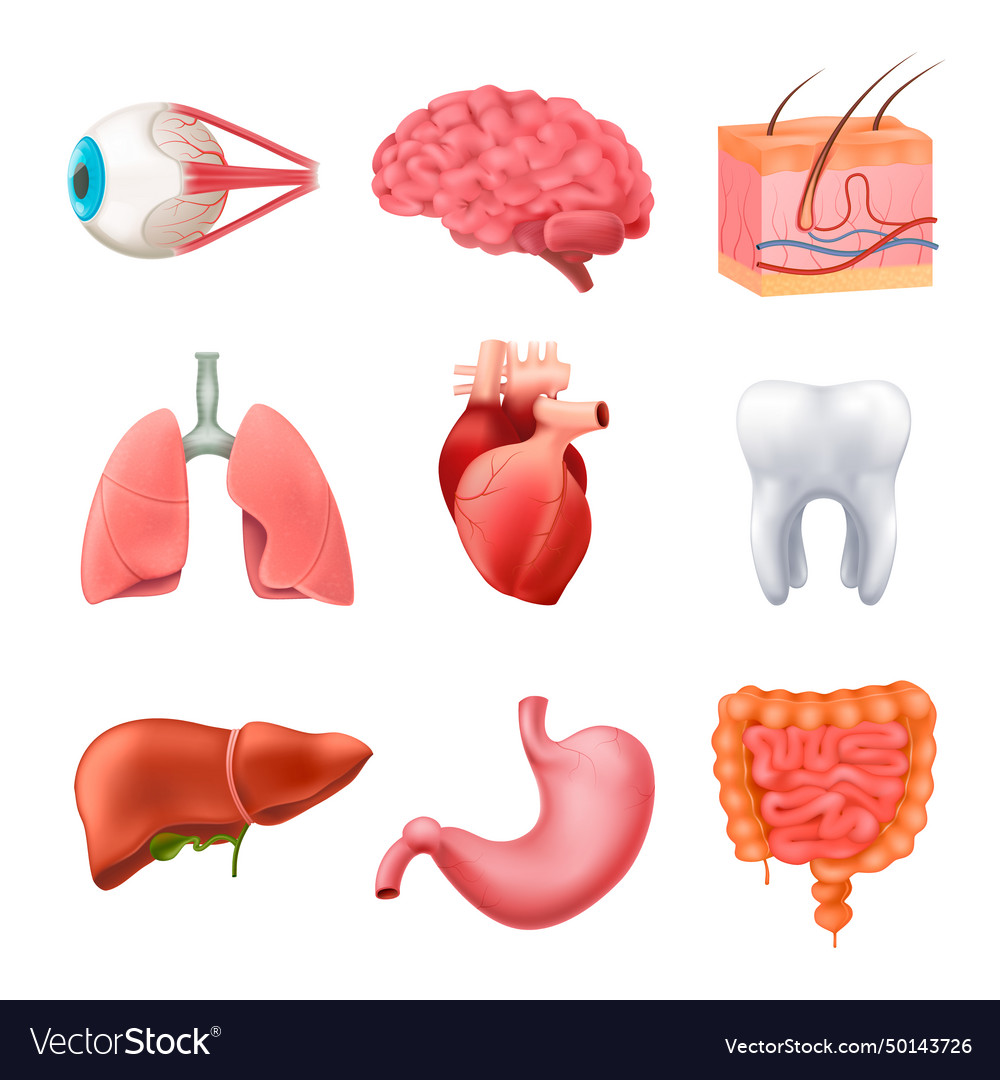 Human organs anatomy realistic set Royalty Free Vector Image