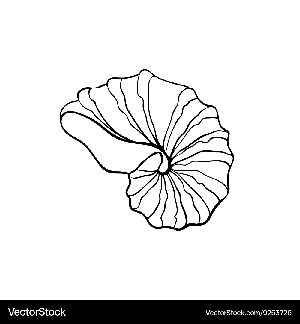 Sea shell icon Royalty Free Vector Image - VectorStock