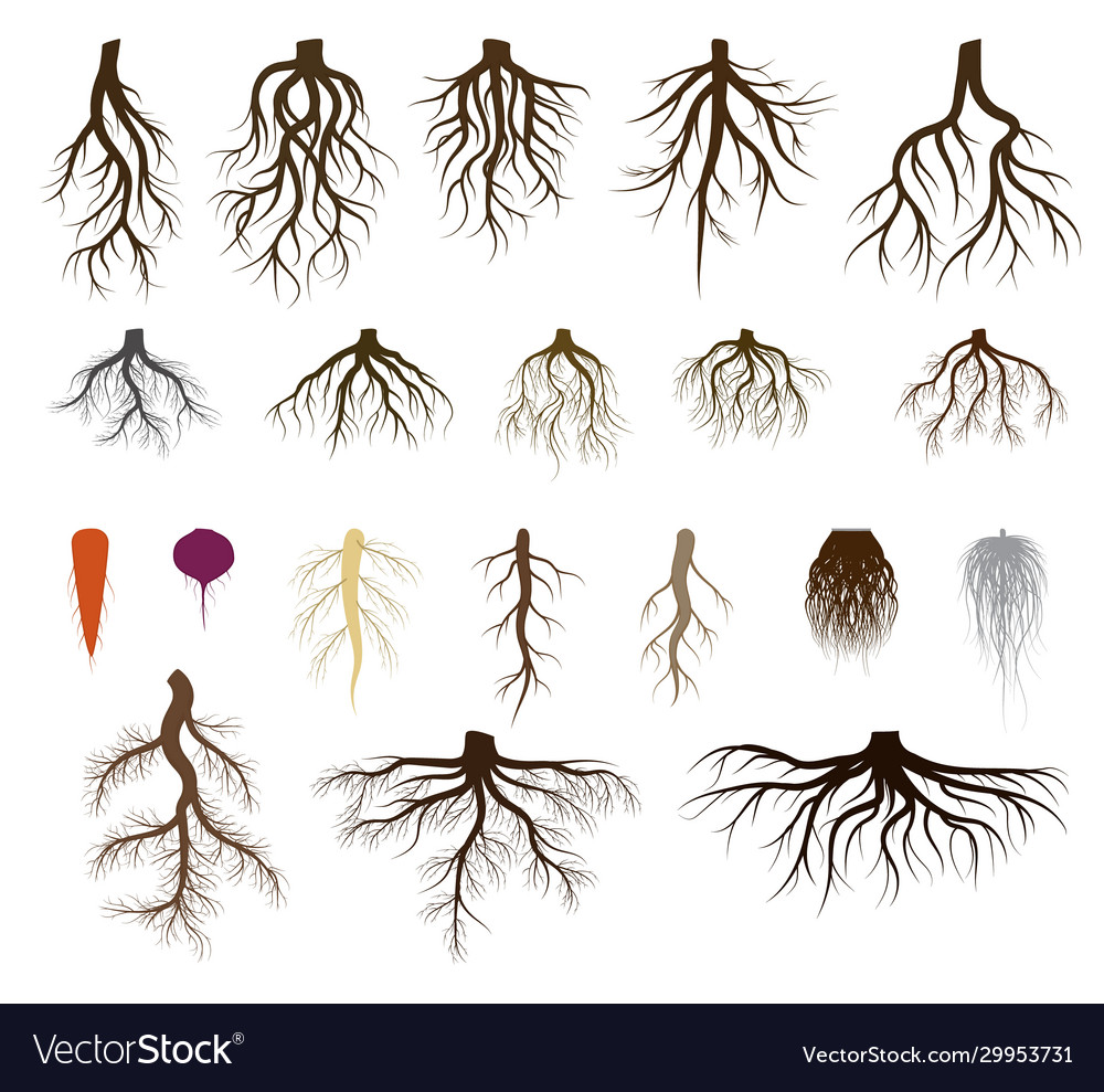 Root system set taproot and Royalty Free Vector Image