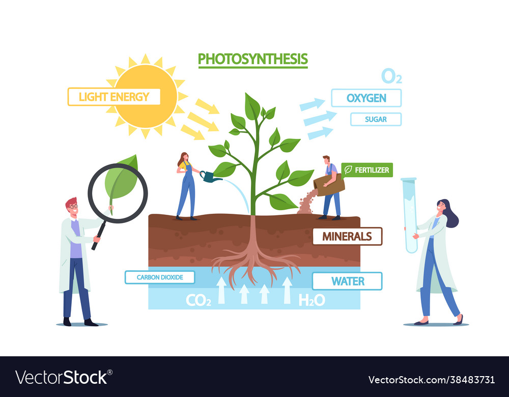 Tiny scientists at photosynthesis infographics Vector Image