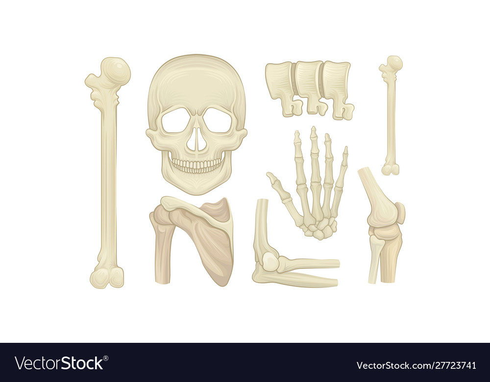 Realistic human skeleton parts set anatomy Vector Image