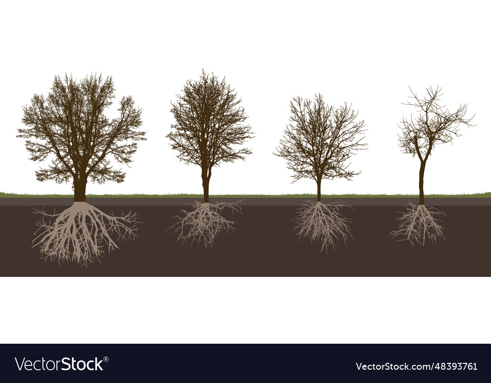 Bare deciduous trees with root system silhouette Vector Image
