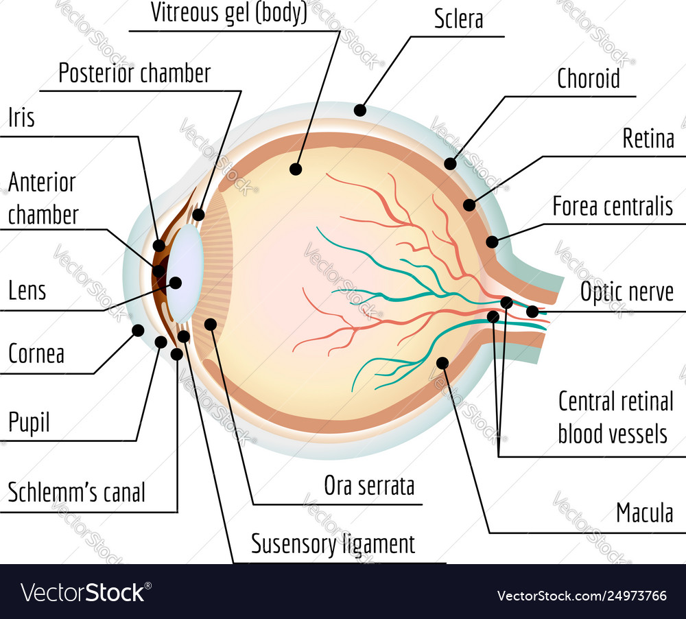 Human eye section infographic cartoon style Vector Image