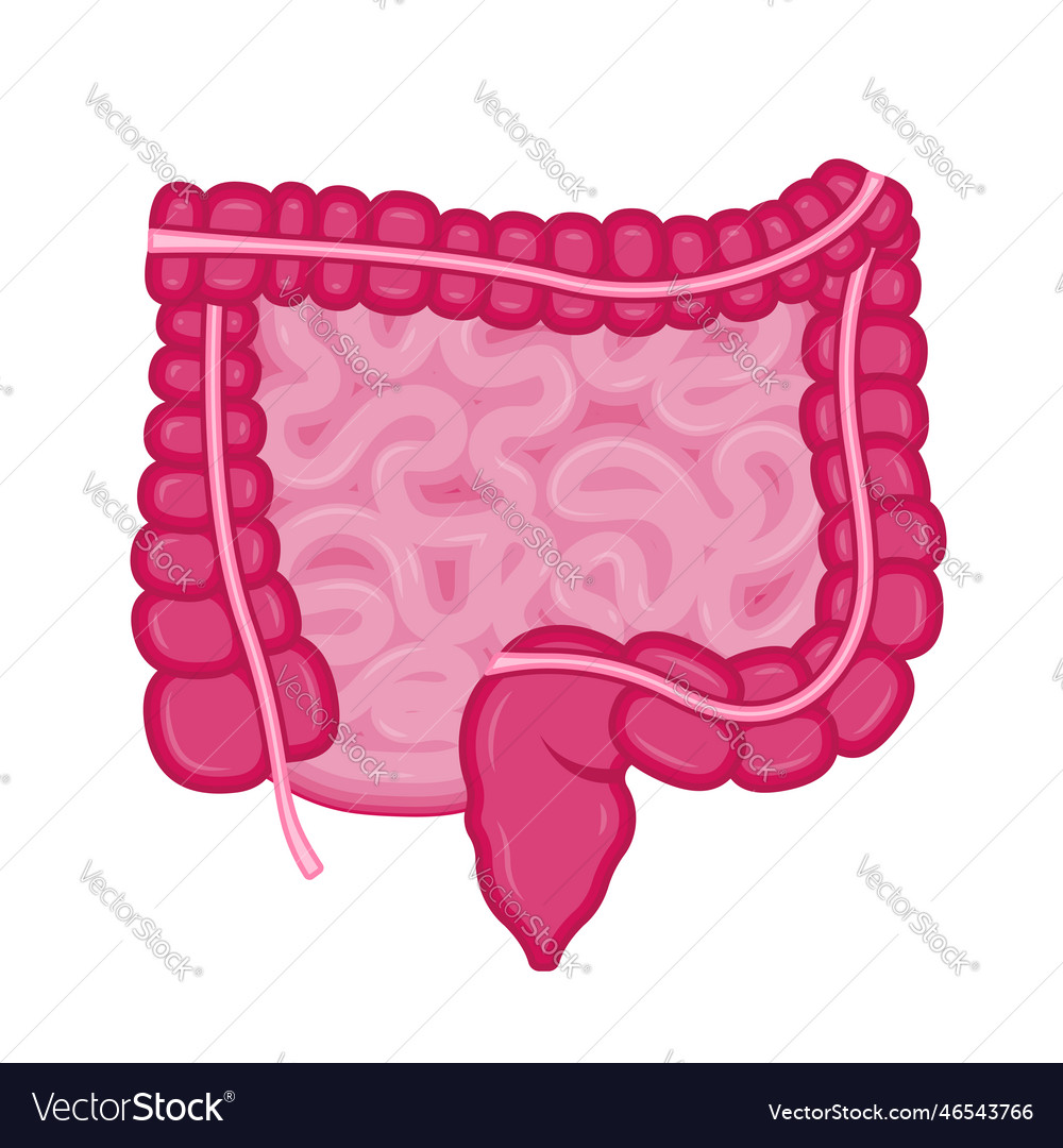 Small And Large Intestine Human Internal Organ Vector Image