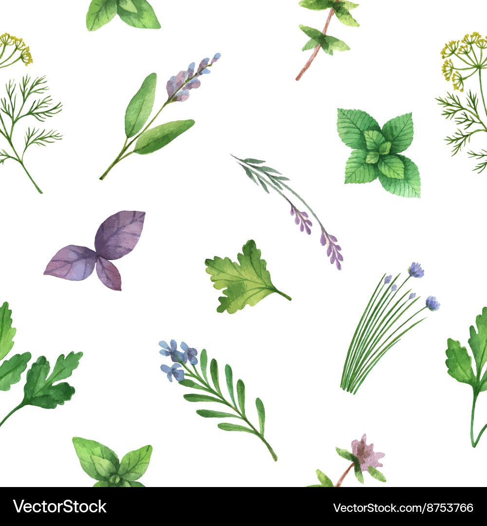 Watercolor seamless pattern hand drawn herb Vector Image
