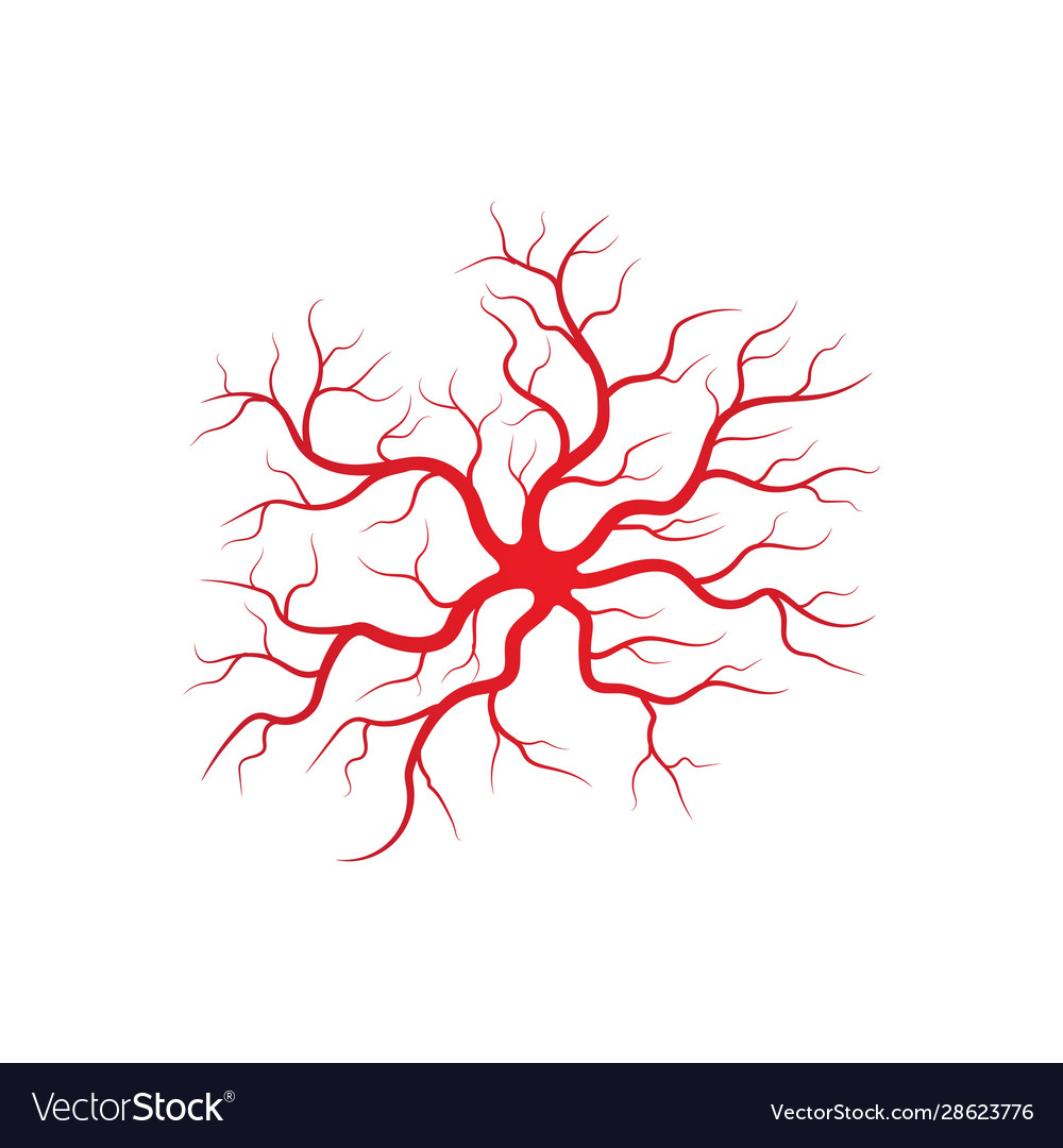 Human veins and arteries Royalty Free Vector Image