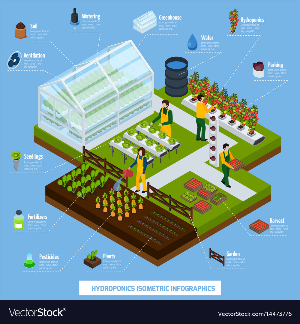 Hydroponics and aeroponics infographic set Vector Image