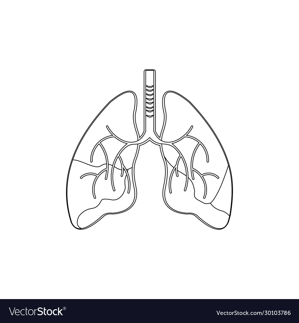 Human lungs art medicine design background