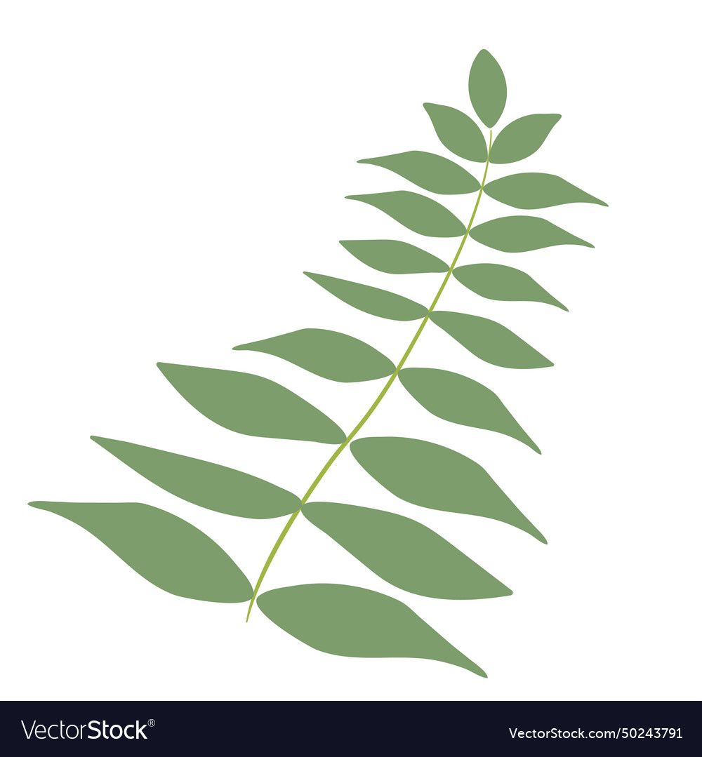 Little branch with green leaves over white Vector Image